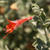 Zauschneria c. 'Calistoga' flower close-up