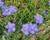 Linum lewisii flowers