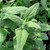 Lepechinia fragrans foliage close-up
