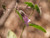 Lepechinia fragrans flower close-up