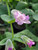 Lepechinia fragrans flower close-up