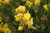 Calylophus drummondii flowers