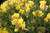 Calylophus drummondii flowers