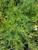 Calylophus drummondii foliage