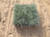 Festuca g. 'Elijah Blue' habit