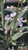 Plectranthus ciliatus 'Drege'  flower