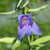 Penstemon heterophyllus ‘Electric Blue’ flower close-up