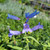 Penstemon heterophyllus ‘Electric Blue’ flowers close-up