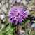 Monardella villosa 'Russian River' flowers close-up