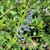 Ceanothus 'Blue Cascade' flowers close-up