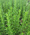 Rosmarinus officinalis 'Barbecue' foliage/foliage close-up
