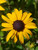 Rudbeckia f. var. sullivantii 'Goldsturm' flower close-up