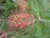 Grevillea 'Robyn Gordon' 5g