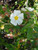 Cistus corbariens flower close-up
