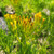 Senecio barbertonicus flowers