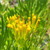 Senecio barbertonicus flowers