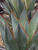 Agave 'Blue Glow' foliage close-up