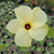 Abelmoschus manihot flower close-up