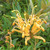 Grevillea 'Poorinda Leanne' flower-close-up