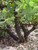 Arctostaphylos manzanita 'Dr. Hurd' foliage close-up/bark close-up