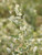 Atriplex lentiformis foliage/foliage close-up