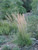 Calamagrostis acutiflora ‘Karl Foerster’ (C. acutifolia ‘Sticta’) 1g