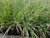 Calamagrostis foliosa foliage/habit/landscape