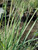 Calamagrostis foliosa flowers