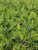 Callistemon viminalis Slim 'CV01' foliage/foliage close-up