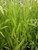 Chasmanthium latifolium foliage/foliage close-up