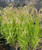 Chasmanthium latifolium habit/landscape