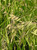 Chasmanthium latifolium 5g