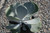 Cotyledon orbiculata 'Silver Dollar' foliage close-up