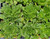 Aeonium 'Jolly Green' foliage close-up