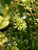 Aeonium 'Jolly Green' flowers close-up