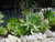 Agave attenuata landscape