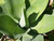 Agave attenuata foliage close-up