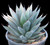 Agave 'Blue Glow' habit