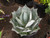 Agave celsii 'Nova' 3g