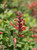 Agastache Kudos Coral PP25,613 1g