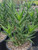 Aloe ciliaris foliage