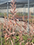 Aloe fosteri flowers close-up