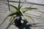 Aloe 'Goliath' foliage/habit