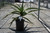 Aloe 'Goliath' foliage/habit