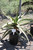 Aloe 'Goliath' foliage/habit