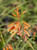 Salvia 'Anthony Parker' flowers close-up
