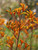 Anigozanthos 'Orange Cross' flowers close-up