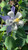 Aquilegia caerulea flowers close-up