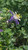 Aquilegia caerulea 1g