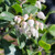 Arctostaphylos 'Sunset' flowers close-up
